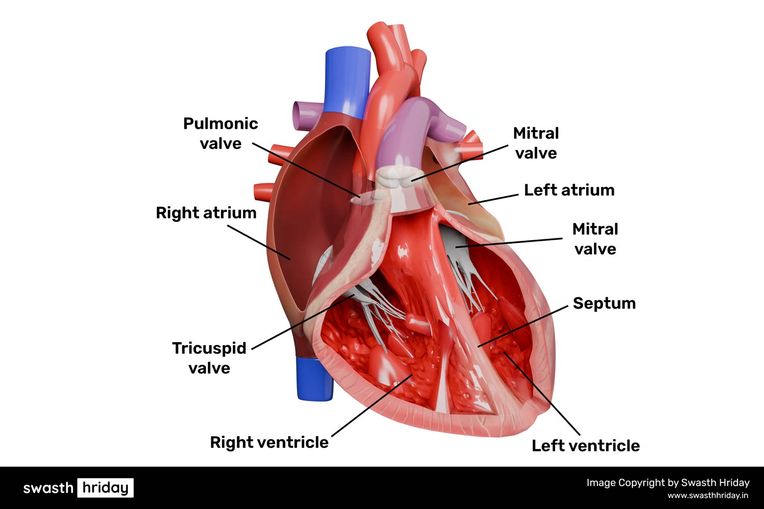 Heart Diagram with Four Valves and Blood Flow Direction ટ્રાયકસ્પિડ અને માઇટ્રલ વાલ્વ: રચના અને કાર્યપ્રણાલી સમજો