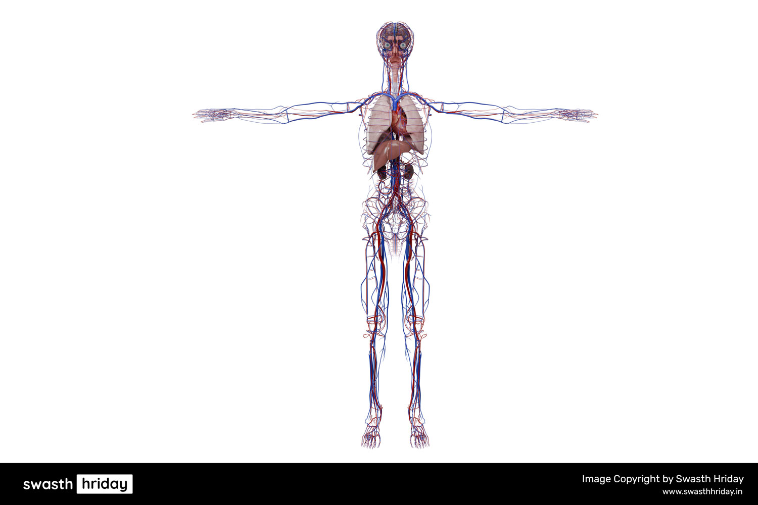 What Does the Heart Do? Understanding Its Critical Role in Human Physiology