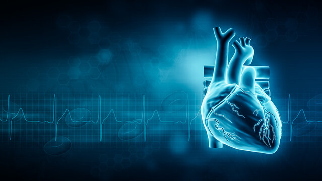 What Does the Heart Do? Understanding Its Critical Role in Human Physiology