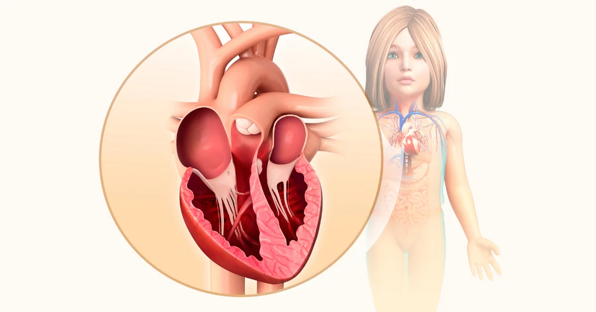 Understanding the Four Chambers of the Heart in Human Body